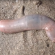 Image for article titled Despair, for the penis fish have arrived